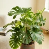 Monstera - Gatenplant