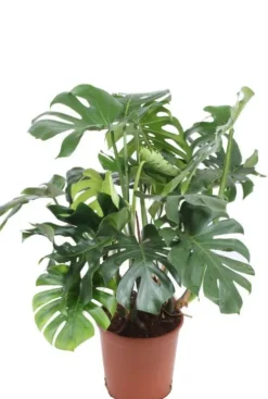 Monstera - Gatenplant