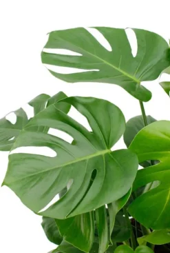 Monstera in jute mand - Gatenplant