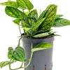 Monstera karstenianum