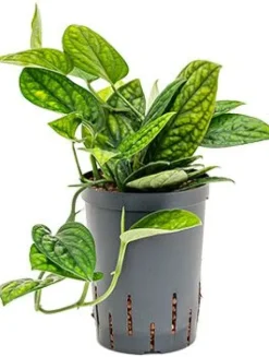 Monstera karstenianum