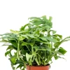 Monstera minima - Gatenplant
