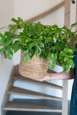Monstera minima - Gatenplant