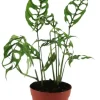 Monstera Obliqua Peru - Gatenplant