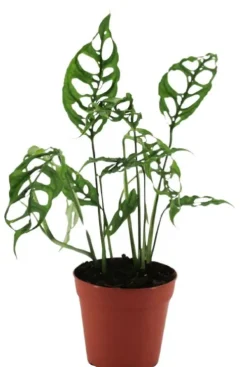 Monstera Obliqua Peru - Gatenplant