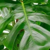 Monstera Pertusum - Gatenplant