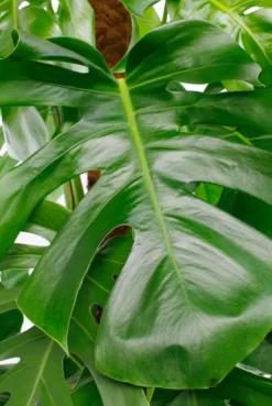 Monstera Pertusum - Gatenplant