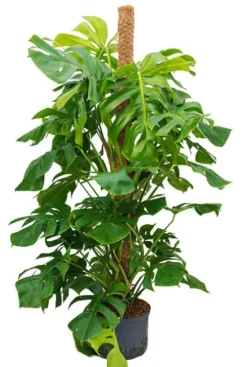 Monstera Pertusum - Gatenplant