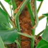 Monstera Pertusum - Gatenplant