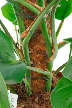 Monstera Pertusum - Gatenplant