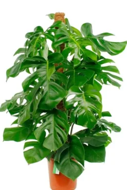 Monstera Pertusum - Gatenplant