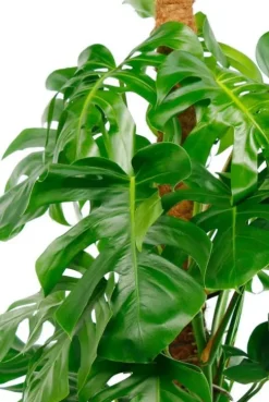 Monstera Pertusum - Gatenplant