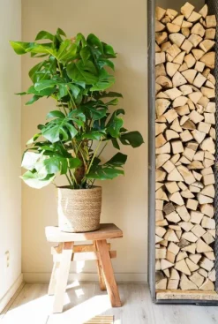 Monstera Pertusum - Gatenplant