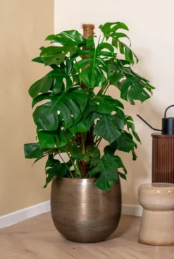 Monstera Pertusum - Gatenplant
