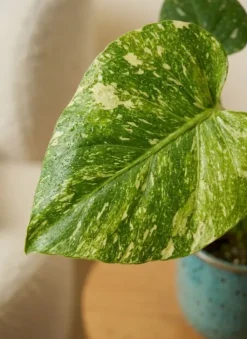 Monstera Thai Constellation - Gatenplant