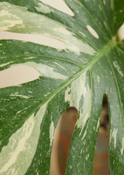 Monstera Thai Constellation - Gatenplant