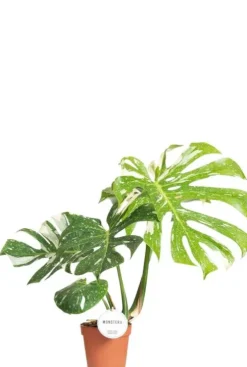 Monstera Thai Constellation - Gatenplant