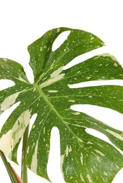 Monstera Thai Constellation - Gatenplant