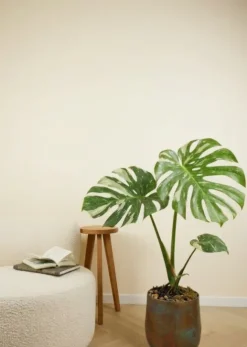 Monstera Thai Constellation - Gatenplant