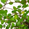 Muehlenbeckia complexa Top Secret - Stekje