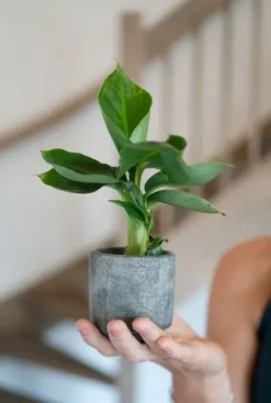 Musa Acuminata Cheeka - Stekje