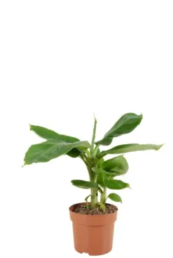 Musa Tropicana - Bananenplant