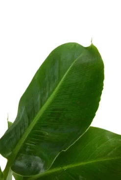 Musa Tropicana - Bananenplant
