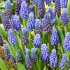 Muscari Armeniacum - 50 bollen