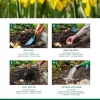 Narcis Dutch Master - 15 bollen