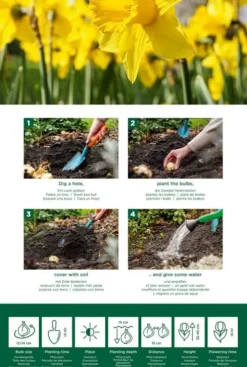 Narcis Dutch Master - 15 bollen