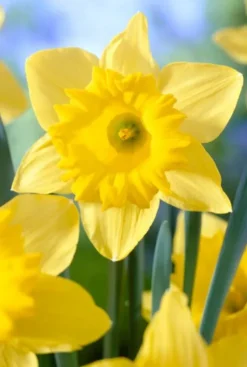 Narcis Dutch Master - 15 bollen