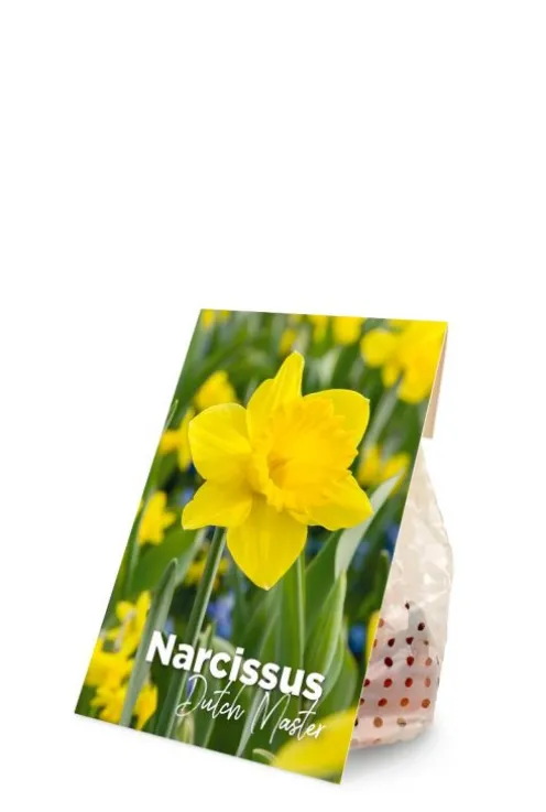Narcis Dutch Master - 15 bollen