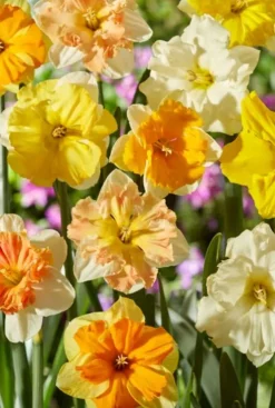 Narcis lente mix - 15 bollen