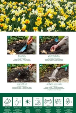 Narcis lente mix - 15 bollen