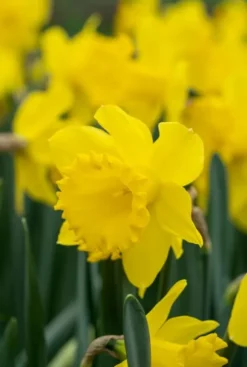 Narcis Tête à Tête - 25 bollen