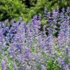 Nepeta faassenii - Kattenkruid