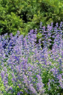 Nepeta faassenii - Kattenkruid