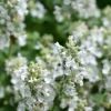 Nepeta faassenii 'Snowflake' - Kattenkruid