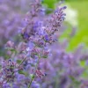 Nepeta 'Walker's Low' - Kattenkruid