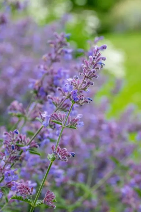 Nepeta 'Walker's Low' - Kattenkruid