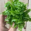 Nephrolepis Exaltata Fluffy Ruffle - Stekje