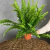 Nephrolepis Green Lady - Krulvaren