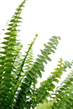 Nephrolepis Green Lady - Krulvaren