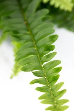 Nephrolepis Green Lady - Krulvaren