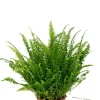Nephrolepis Green Lady - Krulvaren