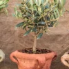 Olea Europaea - Olijfboom
