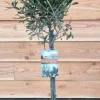 Olea europaea - Olijfboom