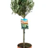 Olea europaea - Olijfboom