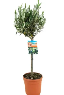Olea europaea - Olijfboom