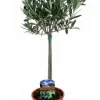 Olea Europaea - Olijfboom